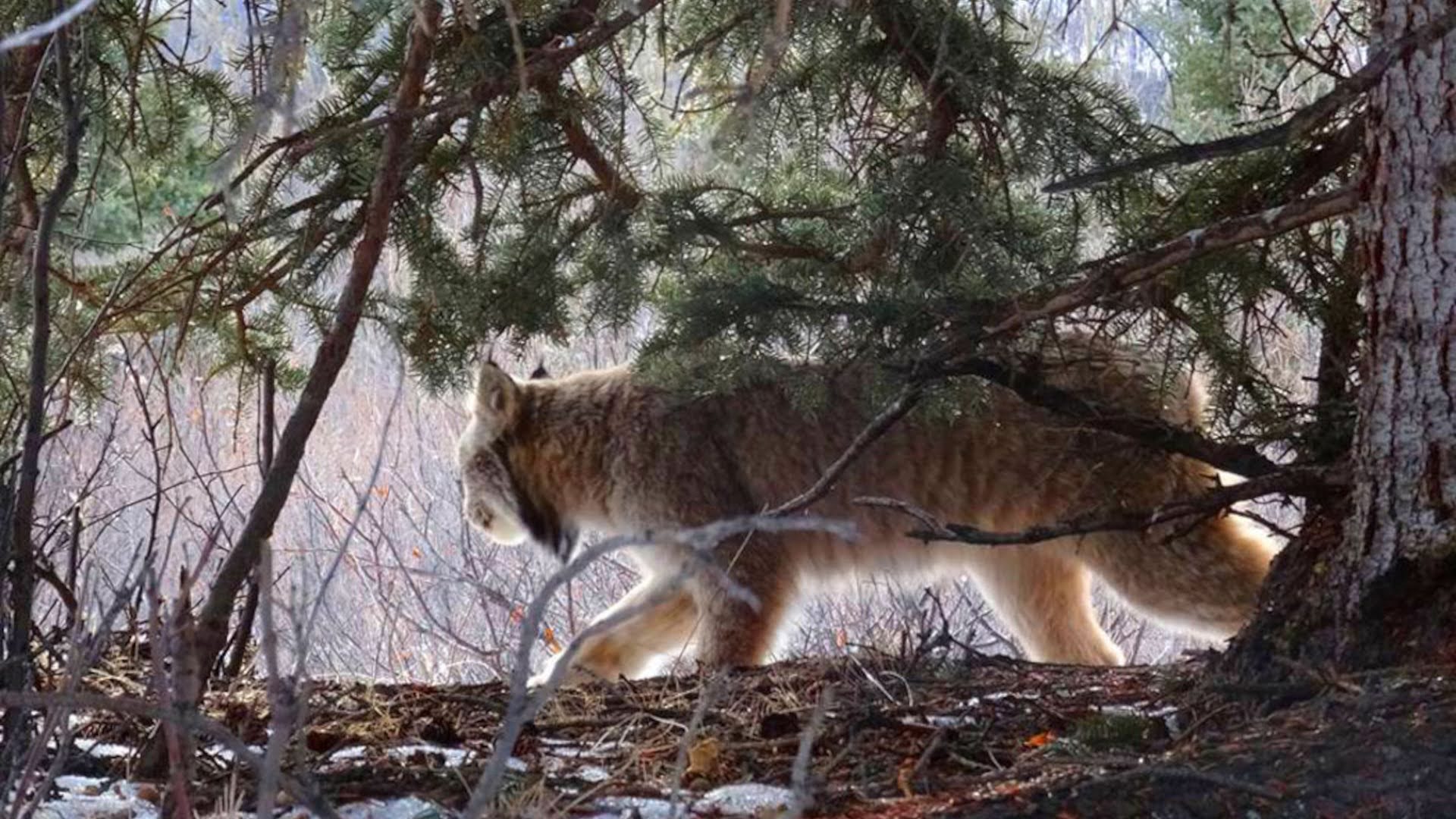 Canadian Lynx - Yukon
